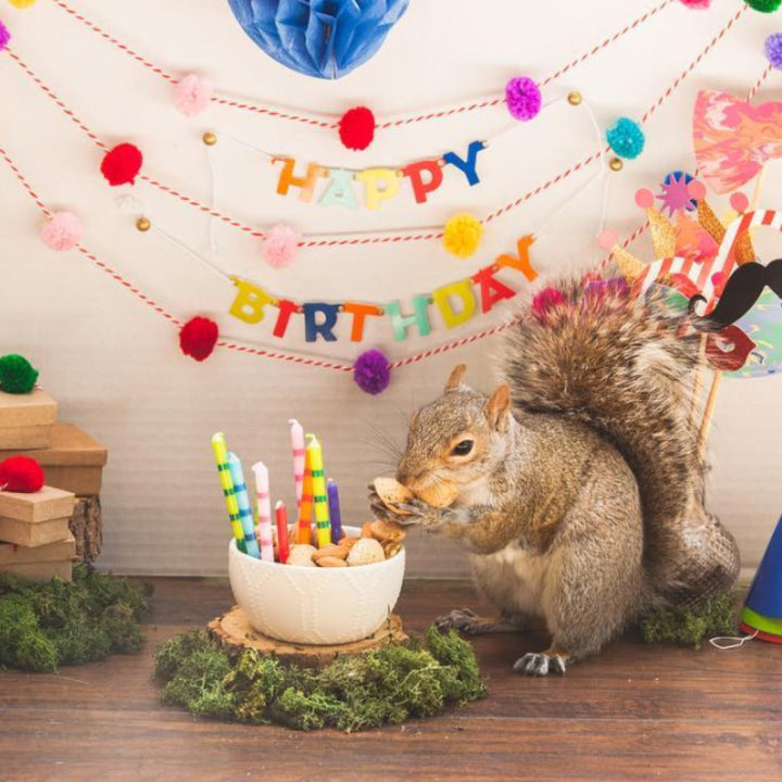  A Guide to Hibernation Birthdays 