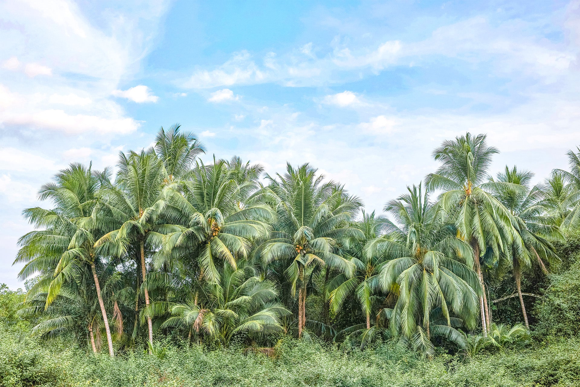 No Palm Oil image